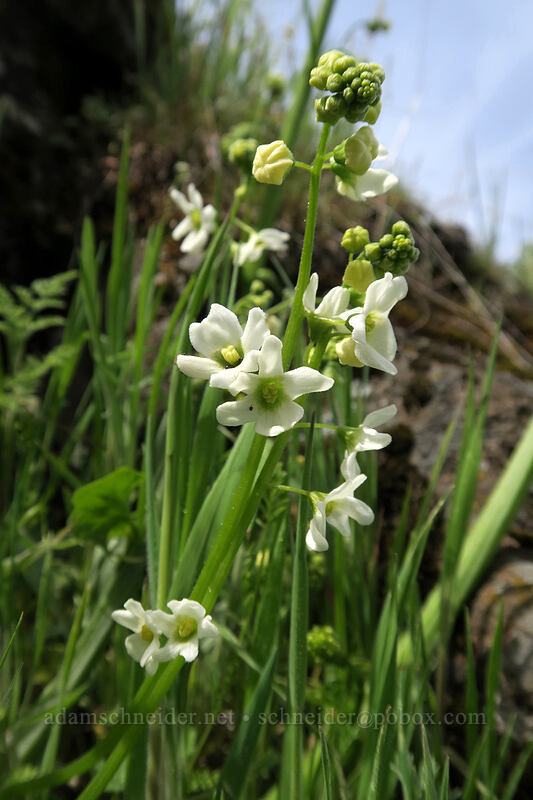 manroot (Marah oregana (Marah oreganus)) [above Rowena Dell, Wasco County, Oregon]