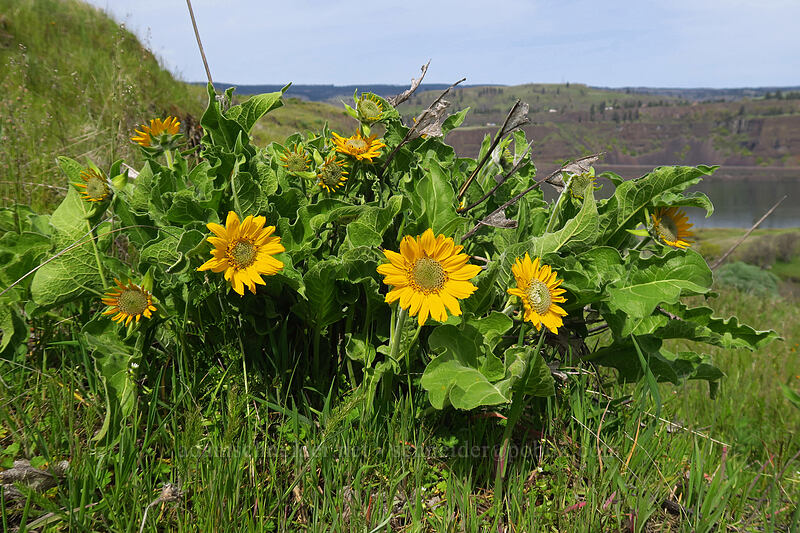 deltoid balsamroot (Balsamorhiza deltoidea) [above Rowena Dell, Wasco County, Oregon]
