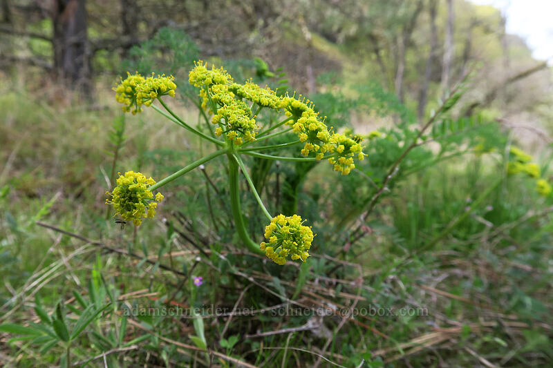 desert parsley (Lomatium sp.) [above Rowena Dell, Wasco County, Oregon]