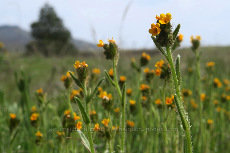 fiddleneck (Amsinckia sp.) [above Rowena Dell, Wasco County, Oregon]