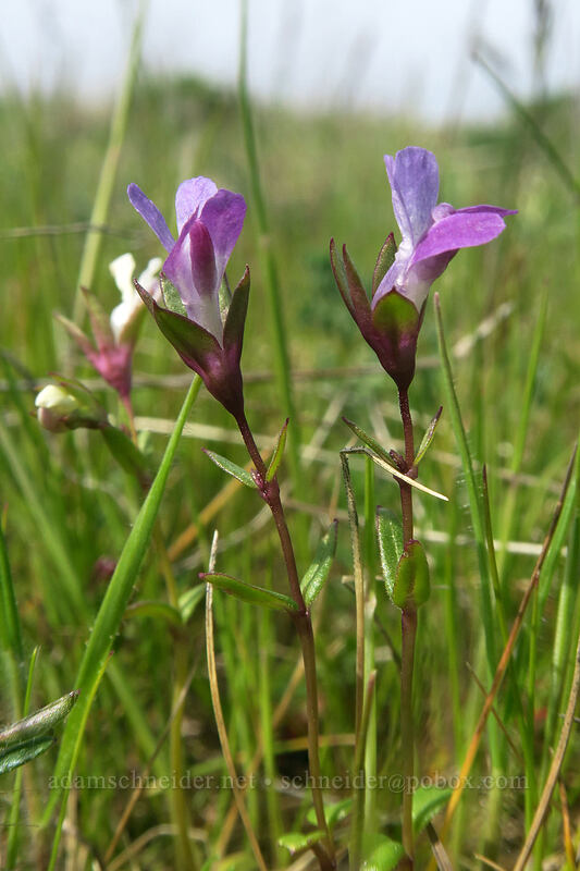few-flowered blue-eyed-Mary (Collinsia sparsiflora) [Rowena Plateau, Wasco County, Oregon]