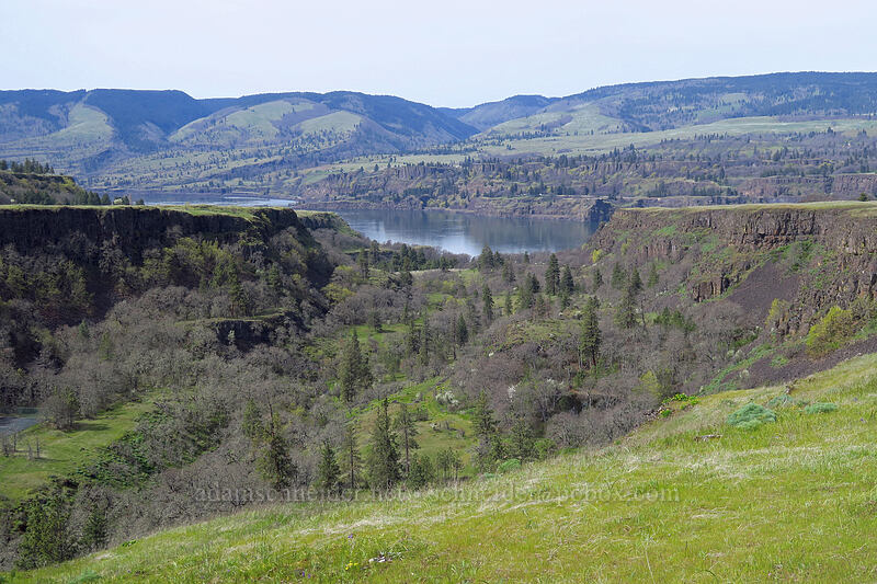 Rowena Dell [Rowena Plateau, Wasco County, Oregon]