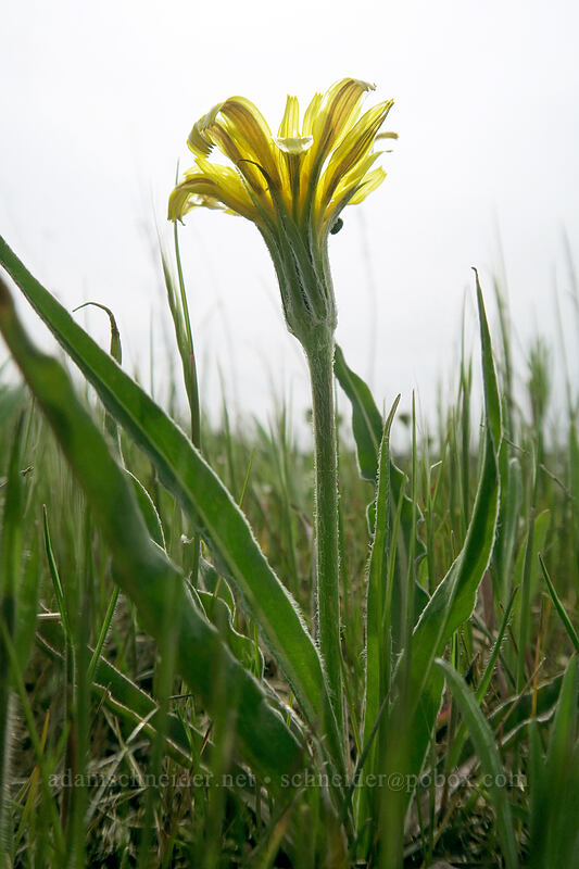 false agoseris (Nothocalais troximoides (Microseris troximoides)) [Rowena Plateau, Wasco County, Oregon]