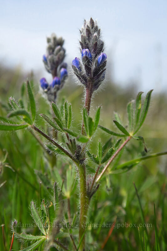small-flowered lupine (Lupinus micranthus (Lupinus polycarpus)) [Rowena Plateau, Wasco County, Oregon]