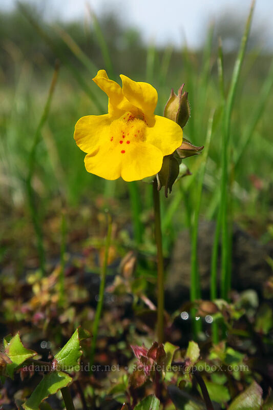 monkeyflower (Erythranthe guttata (Mimulus guttatus)) [Rowena Plateau, Wasco County, Oregon]