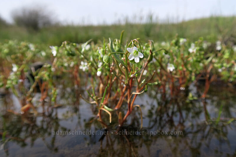 line-leaf montia (Montia linearis (Claytonia linearis)) [Rowena Plateau, Wasco County, Oregon]