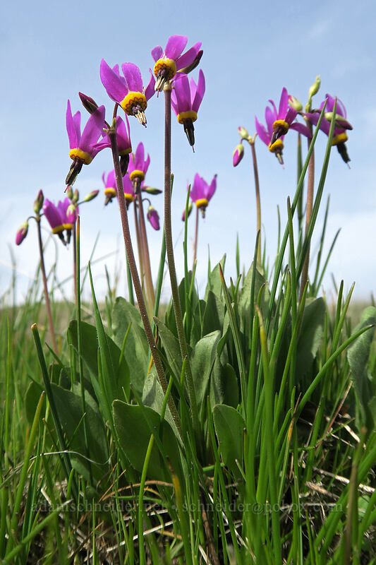 poet's shooting stars (Dodecatheon poeticum (Primula poetica)) [Rowena Plateau, Wasco County, Oregon]