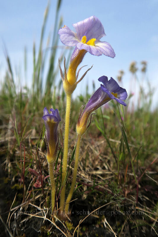 naked broomrape (Aphyllon purpureum (Orobanche uniflora)) [Rowena Plateau, Wasco County, Oregon]