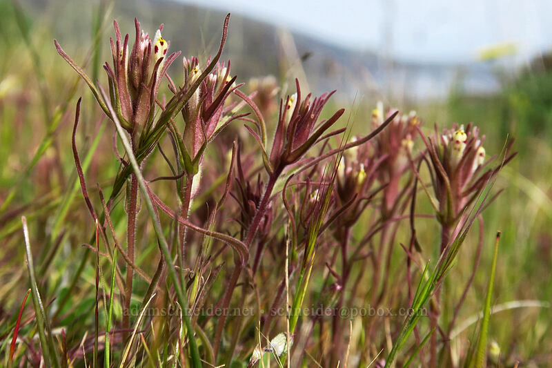 narrow-leaf owl's-clover (Castilleja attenuata (Orthocarpus attenuatus)) [Rowena Plateau, Wasco County, Oregon]