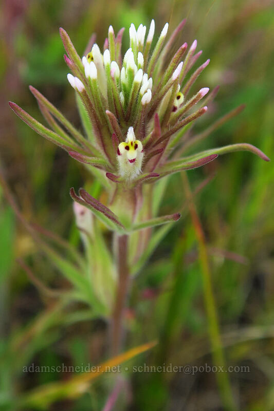 narrow-leaf owl's-clover (Castilleja attenuata (Orthocarpus attenuatus)) [Rowena Plateau, Wasco County, Oregon]