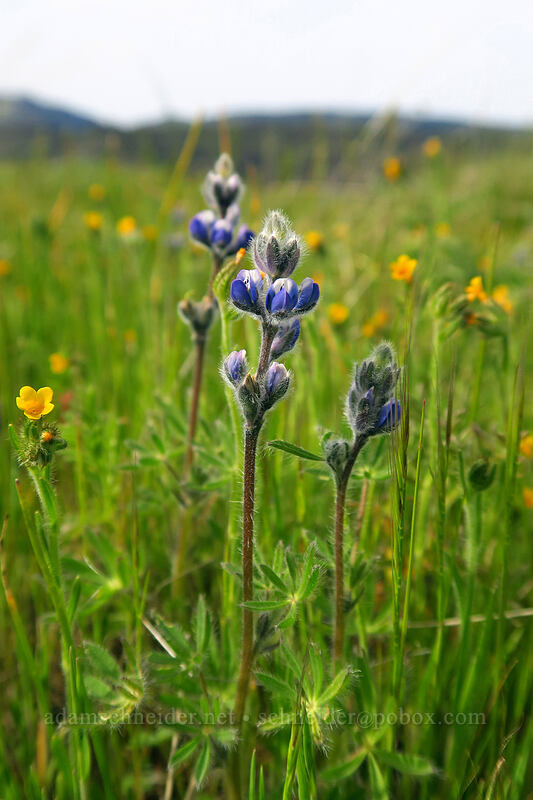small-flowered lupine & fiddleneck (Lupinus micranthus (Lupinus polycarpus), Amsinckia sp.) [Rowena Dell, Wasco County, Oregon]