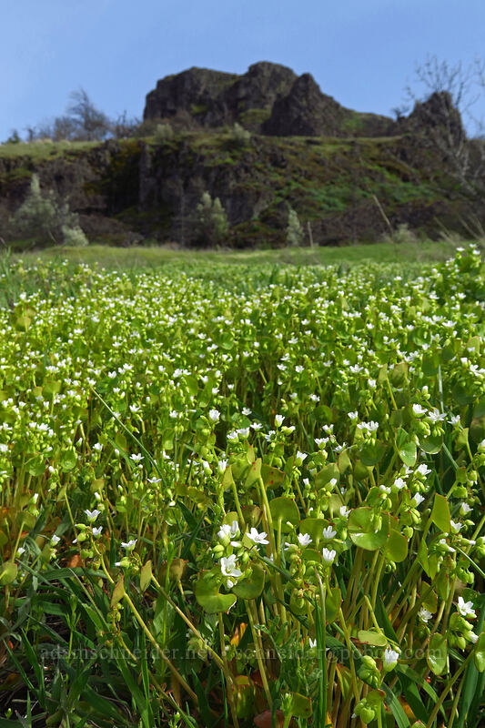miner's lettuce (Claytonia perfoliata (Montia perfoliata)) [Rowena Dell, Wasco County, Oregon]
