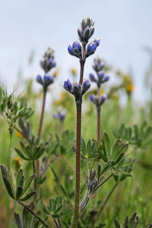 small-flowered lupine (Lupinus micranthus (Lupinus polycarpus)) [Rowena Dell, Wasco County, Oregon]