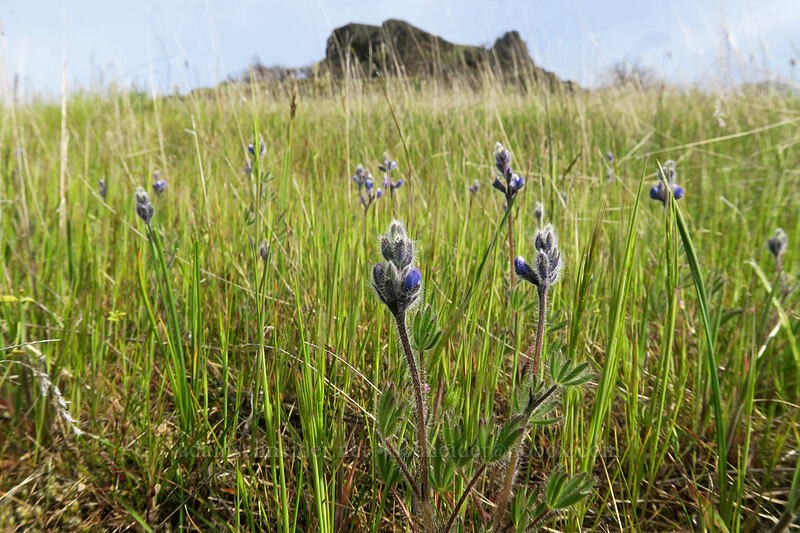 small-flowered lupine (Lupinus micranthus (Lupinus polycarpus)) [Rowena Dell, Wasco County, Oregon]