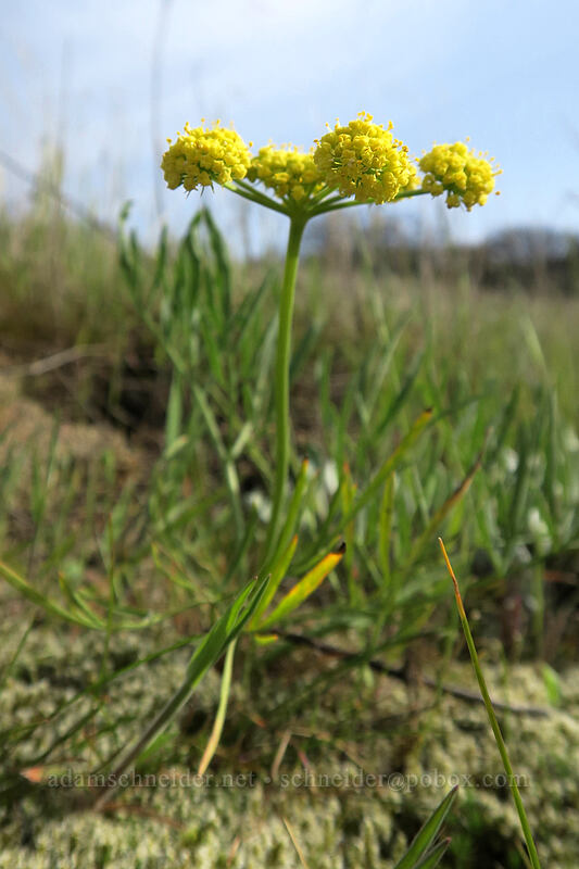nine-leaf desert parsley (Lomatium triternatum) [Rowena Dell, Wasco County, Oregon]