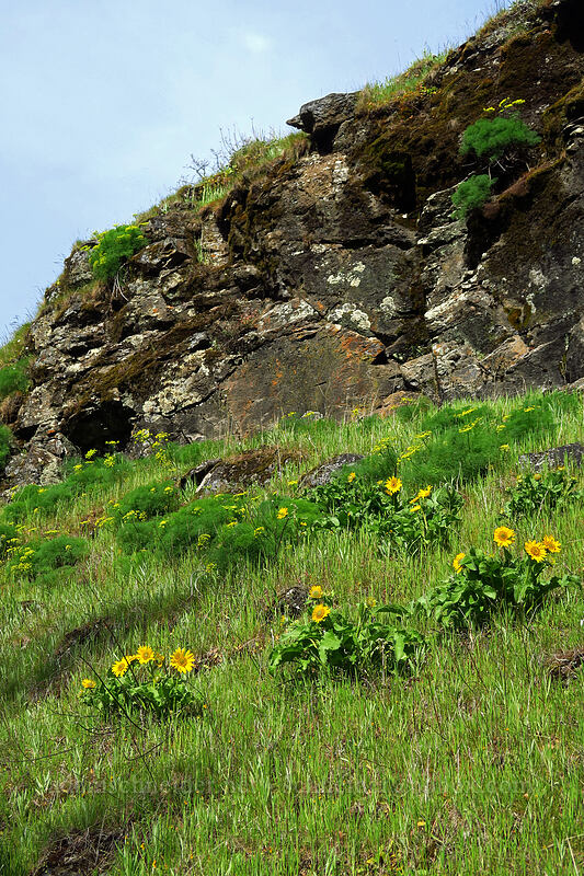 balsamroot & Klickitat desert parsley (Balsamorhiza sp., Lomatium klickitatense (Lomatium grayi)) [Rowena Dell, Wasco County, Oregon]