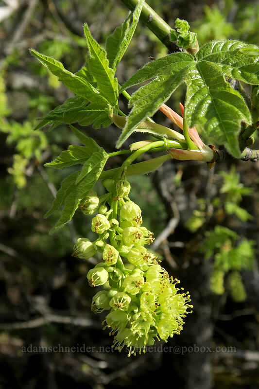 big-leaf maple flowers (Acer macrophyllum) [Rowena Plateau, Wasco County, Oregon]