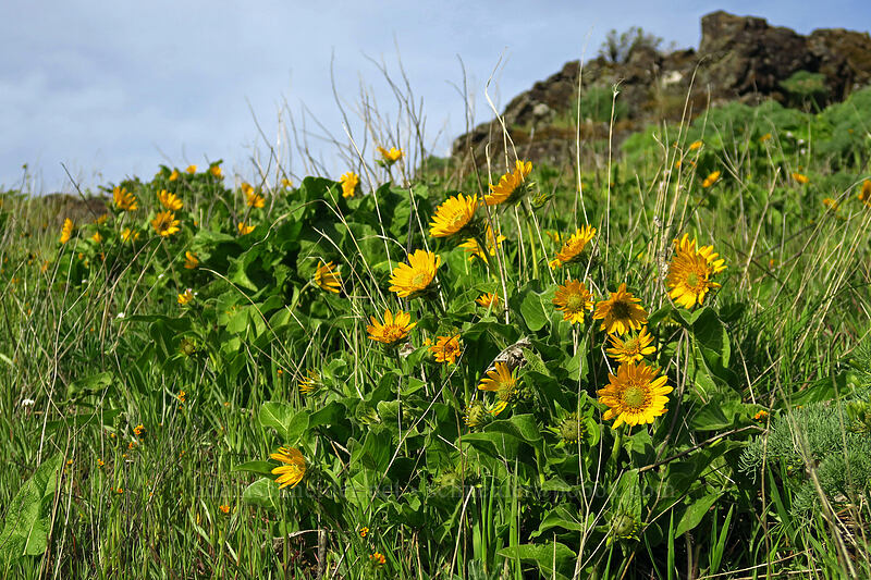 Carey's balsamroot (Balsamorhiza careyana) [Rowena Plateau, Wasco County, Oregon]