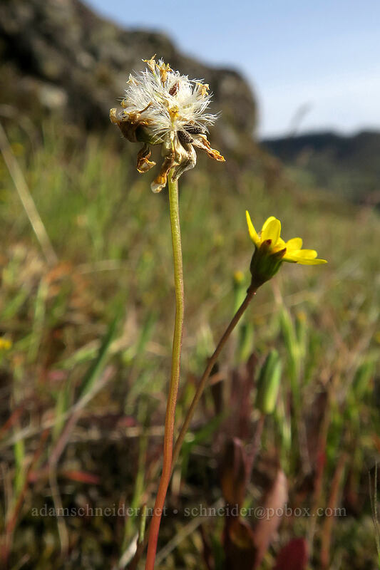 gold stars, going to seed (Crocidium multicaule) [Rowena Plateau, Wasco County, Oregon]