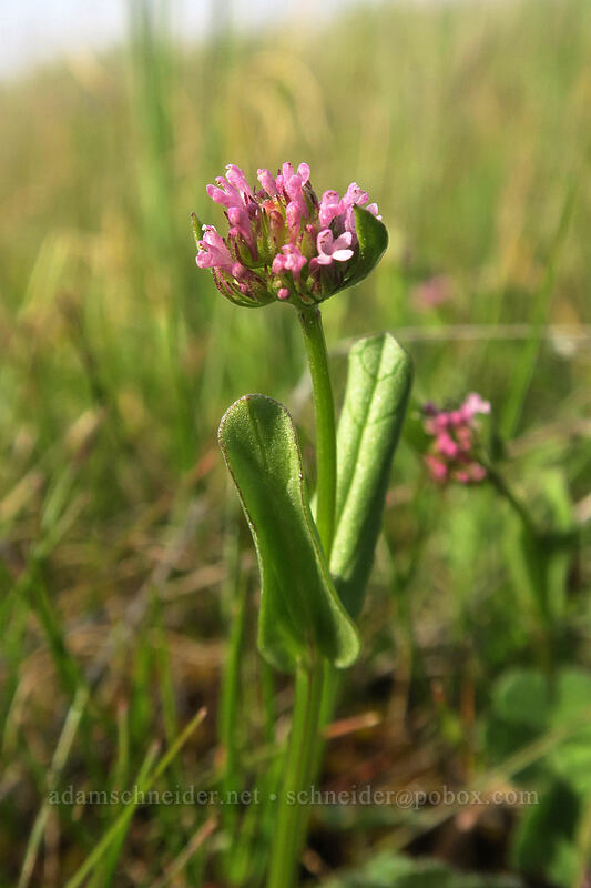plectritis (Plectritis sp.) [Rowena Plateau, Wasco County, Oregon]