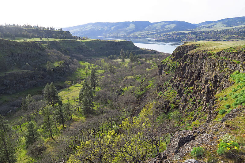 Rowena Dell [Rowena Plateau, Wasco County, Oregon]