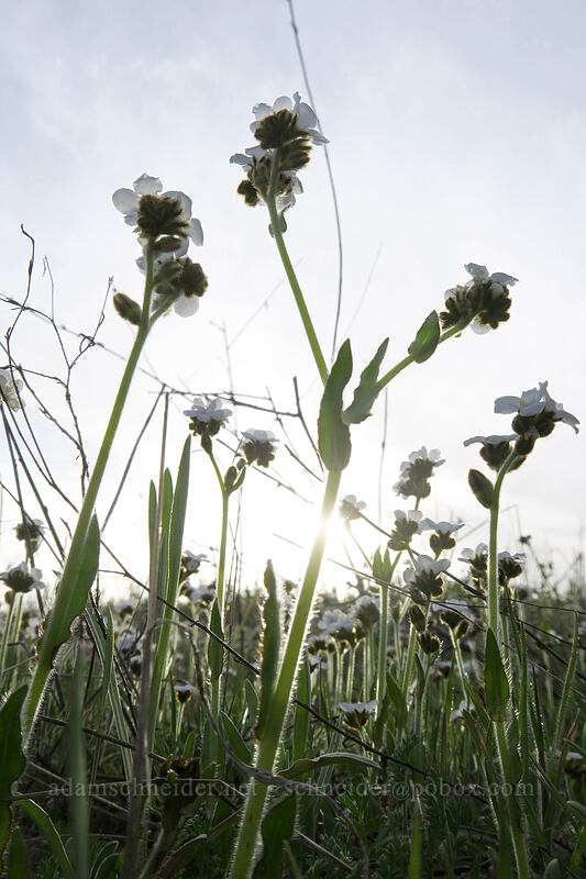 rusty popcorn flower (Plagiobothrys nothofulvus) [Dell Road, Wasco County, Oregon]
