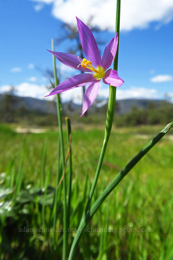grass widow (Olsynium douglasii) [Rough and Ready State Natural Site, Josephine County, Oregon]