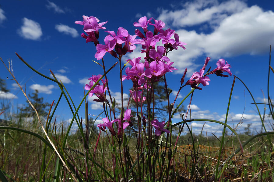 Waldo rock-cress (Arabis aculeolata) [Rough and Ready State Natural Site, Josephine County, Oregon]