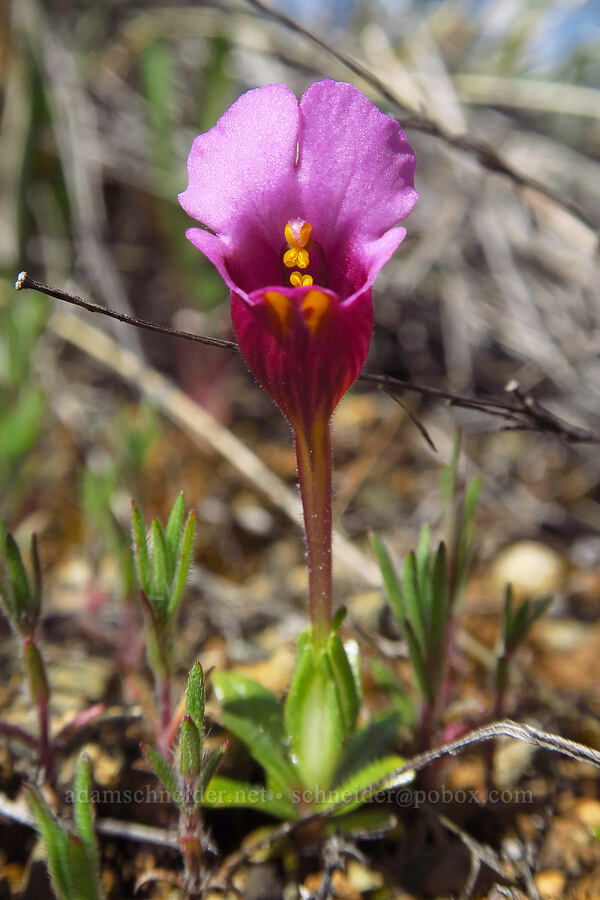 mouse-ear monkeyflower (Diplacus douglasii (Mimulus douglasii)) [Rough and Ready State Natural Site, Josephine County, Oregon]