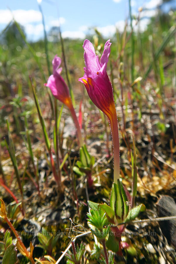 mouse-ear monkeyflowers (Diplacus douglasii (Mimulus douglasii)) [Rough and Ready ACEC, Josephine County, Oregon]