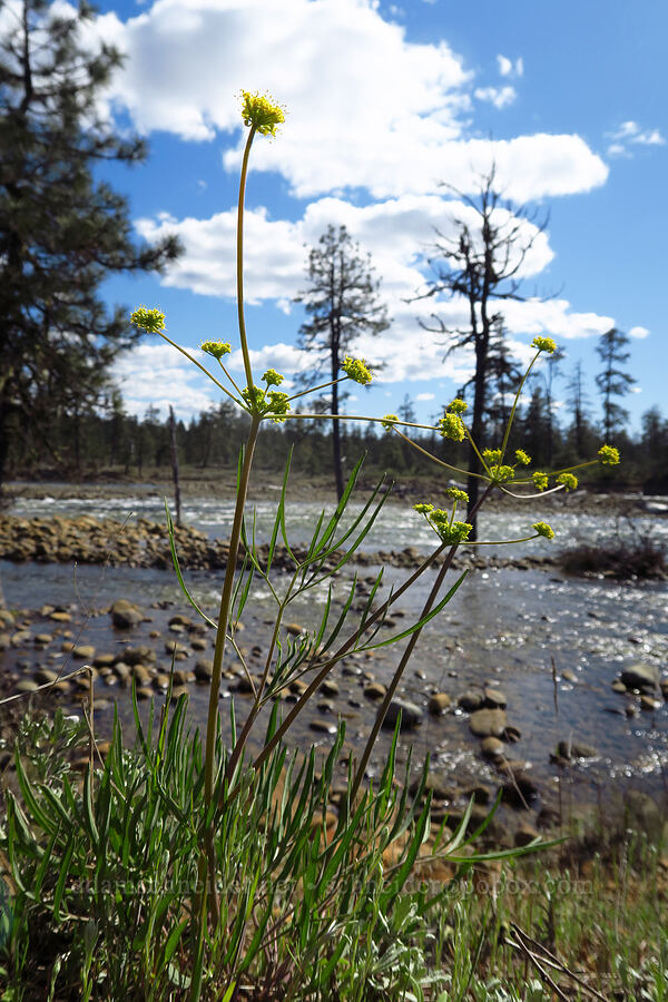 nine-leaf desert parsley (Lomatium triternatum) [Rough and Ready ACEC, Josephine County, Oregon]