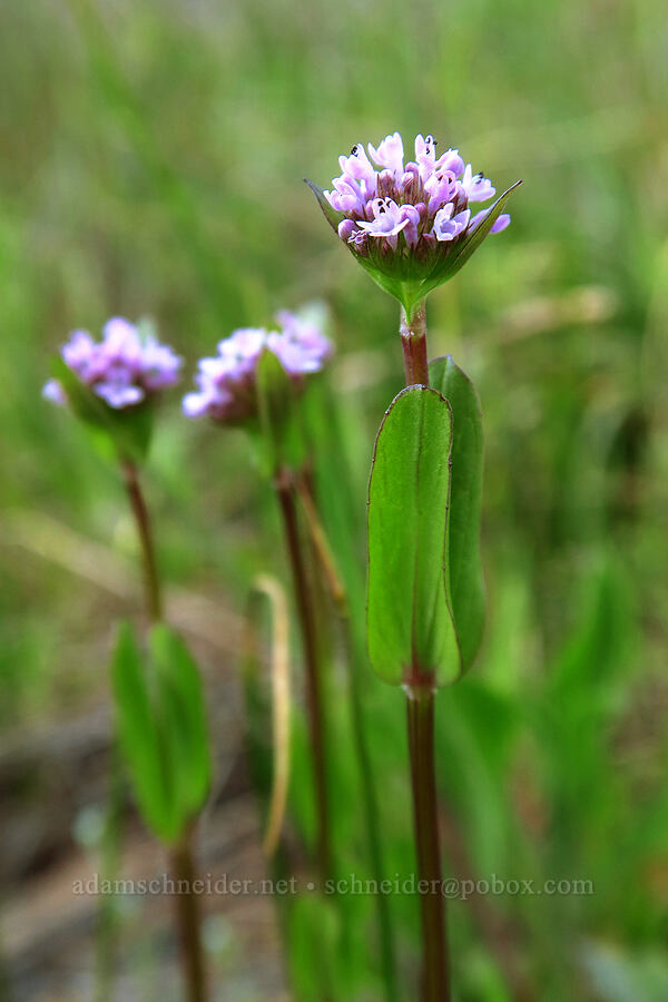 rosy plectritis (Plectritis congesta) [Rough and Ready ACEC, Josephine County, Oregon]