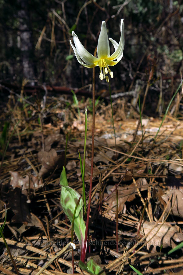 lemon fawn lily (Erythronium citrinum) [Rough and Ready ACEC, Josephine County, Oregon]