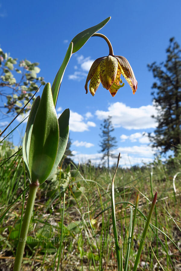 checker lily (Fritillaria affinis) [Rough and Ready ACEC, Josephine County, Oregon]