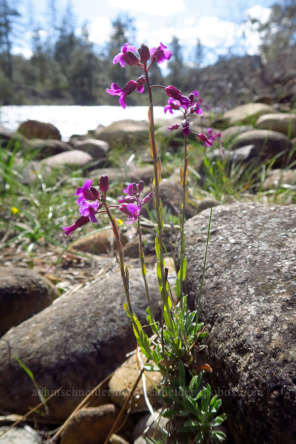 Koehler's stipitate rock-cress (Boechera koehleri (Arabis koehleri)) [Rough and Ready ACEC, Josephine County, Oregon]
