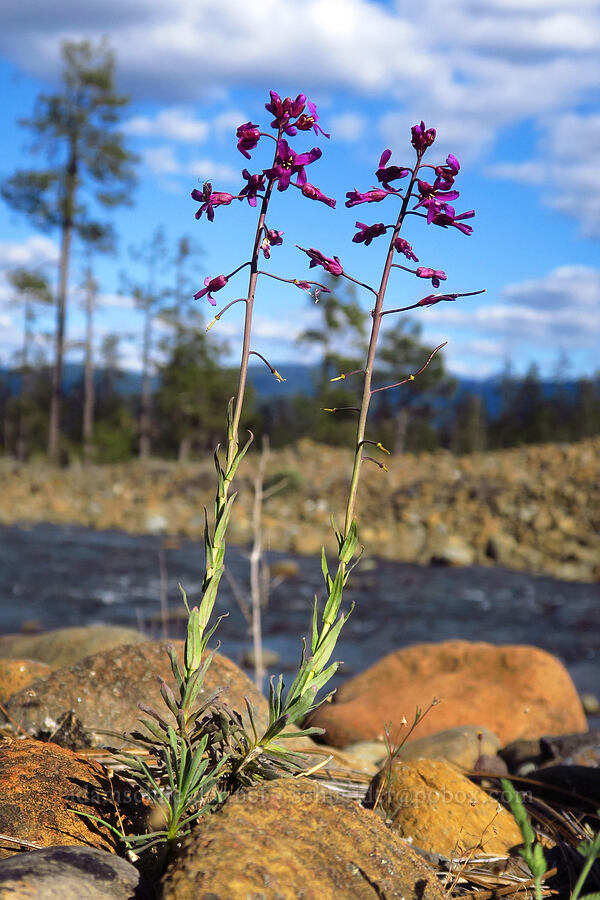 Koehler's stipitate rock-cress (Boechera koehleri (Arabis koehleri)) [Rough and Ready ACEC, Josephine County, Oregon]