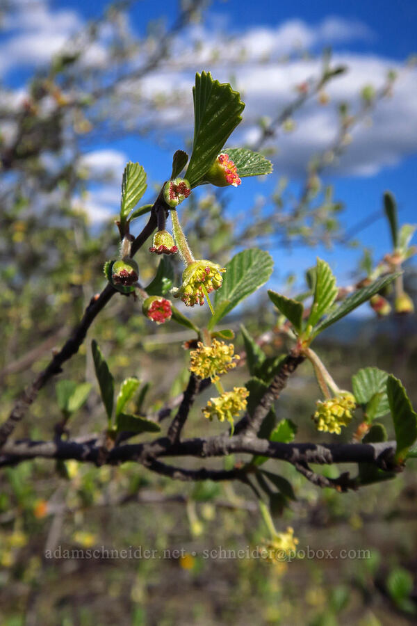 birch-leaf mountain-mahogany (Cercocarpus betuloides) [Rough and Ready ACEC, Josephine County, Oregon]