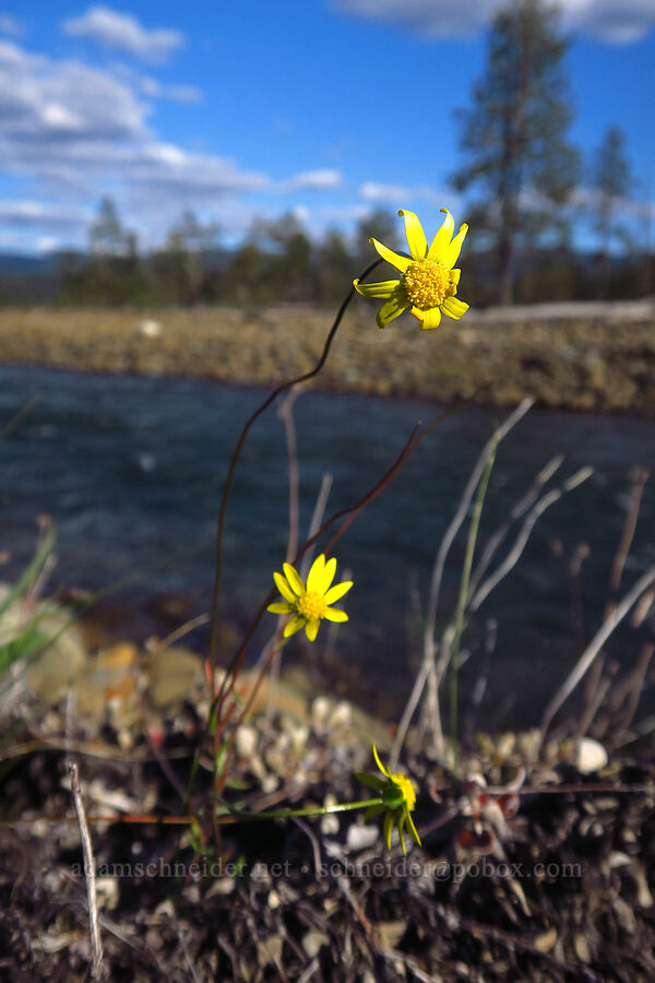 gold stars (Crocidium multicaule) [Rough and Ready ACEC, Josephine County, Oregon]