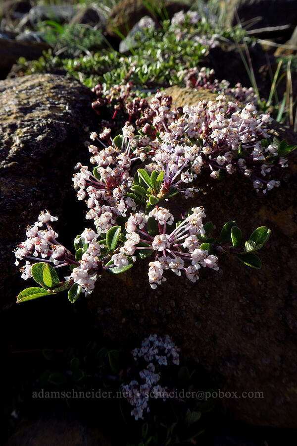 Siskiyou mat (Ceanothus pumilus) [Rough and Ready ACEC, Josephine County, Oregon]
