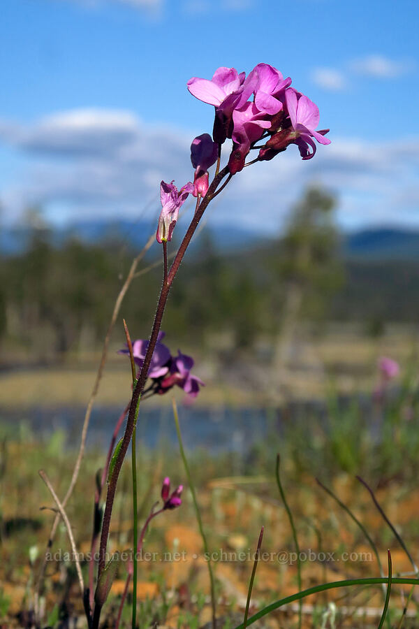 rock-cress (Arabis sp.) [Rough and Ready ACEC, Josephine County, Oregon]