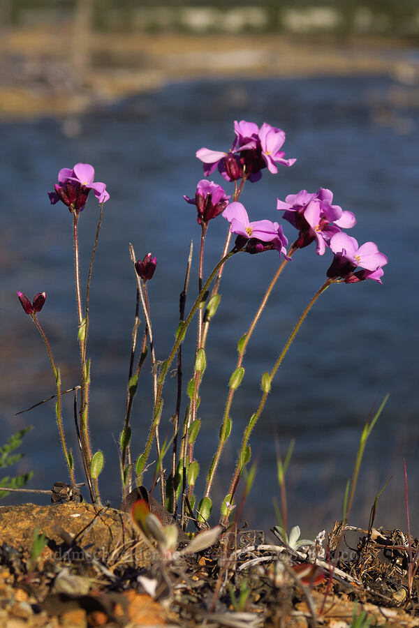 Waldo rock-cress (Arabis aculeolata) [Rough and Ready ACEC, Josephine County, Oregon]