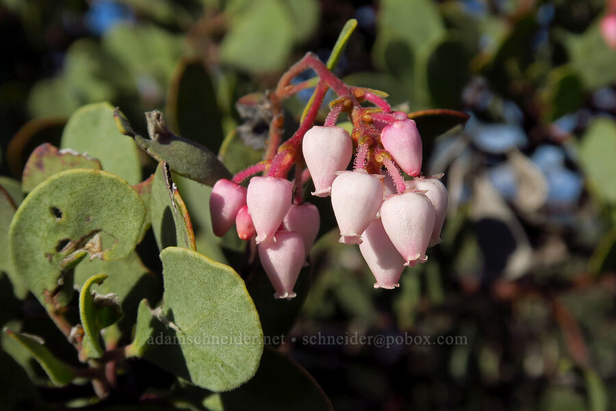 manzanita flowers (Arctostaphylos sp.) [Rough and Ready ACEC, Josephine County, Oregon]
