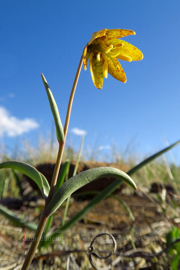 Siskiyou fritillary (possible hybrid) (Fritillaria glauca) [Rough and Ready State Natural Site, Josephine County, Oregon]