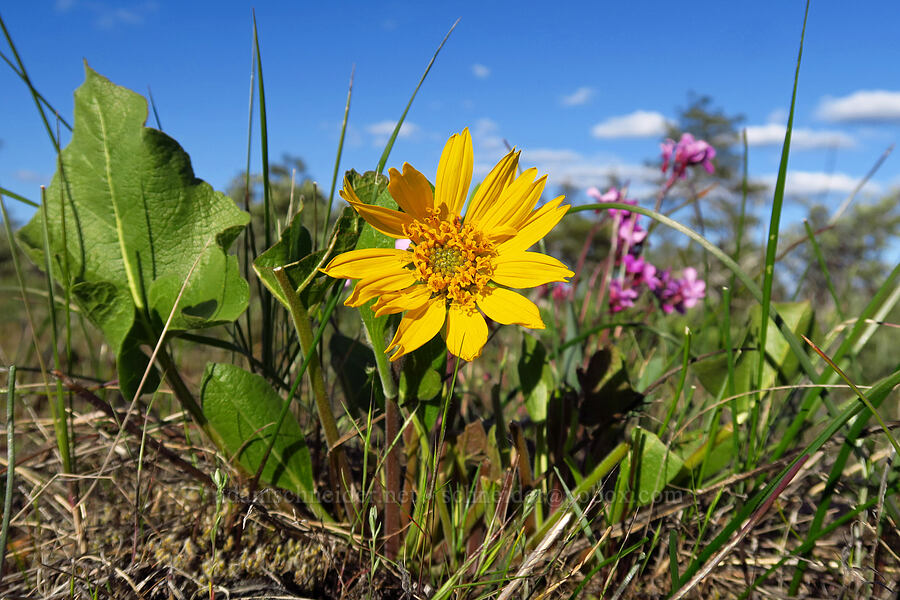 northwest balsamroot (Balsamorhiza deltoidea) [Rough and Ready State Natural Site, Josephine County, Oregon]