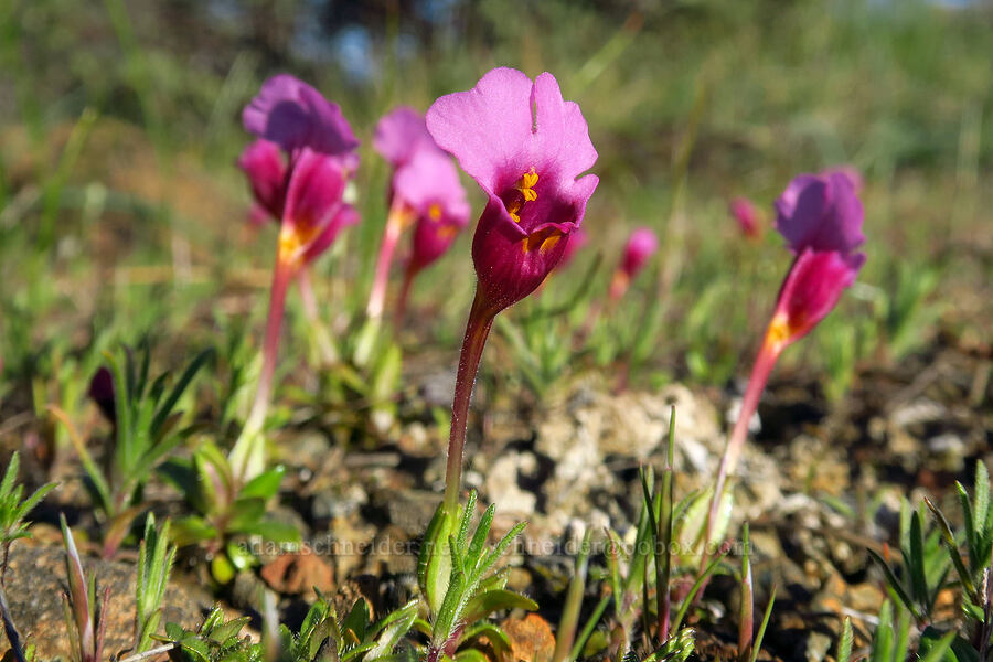 mouse-ear monkeyflower (Diplacus douglasii (Mimulus douglasii)) [Rough and Ready State Natural Site, Josephine County, Oregon]