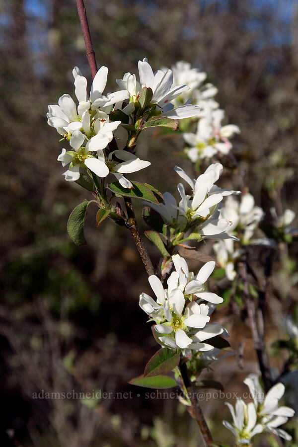 serviceberry flowers (Amelanchier sp.) [Rough and Ready State Natural Site, Josephine County, Oregon]
