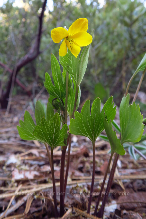 pine violet (Viola lobata ssp. lobata) [Rough and Ready Preserve, Josephine County, Oregon]