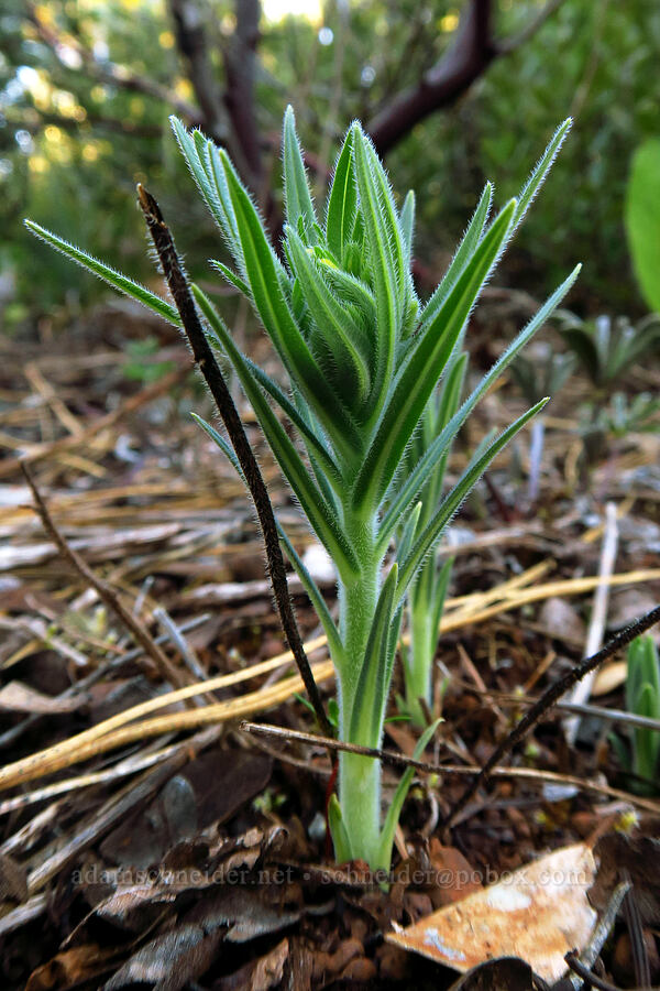 California gromwell, budding (Lithospermum californicum) [Rough and Ready Preserve, Josephine County, Oregon]