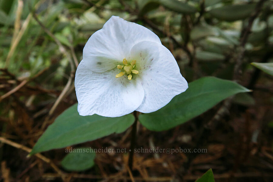 brook wake-robin (Pseudotrillium rivale (Trillium rivale)) [Rough and Ready Preserve, Josephine County, Oregon]