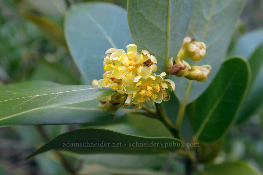 California bay (Oregon myrtle) flowers (Umbellularia californica) [Rough and Ready Preserve, Josephine County, Oregon]